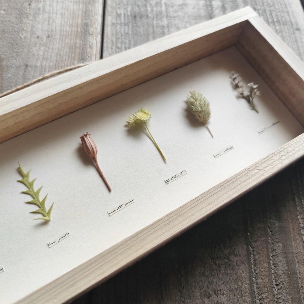 植物標本風パネル